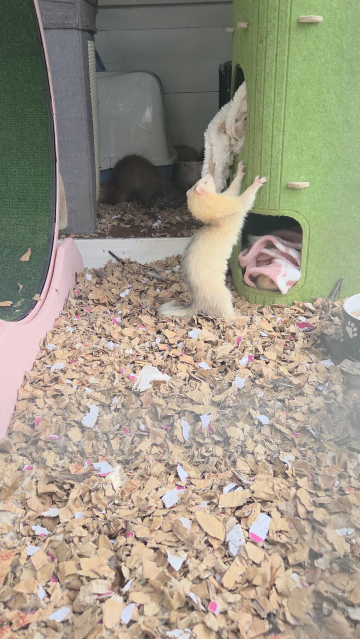 Ferret named Cotton climbing a green hideout while other ferrets play on ShredEase CleanAir Bales low dust cardboard bedding made from clean recycled cardboard