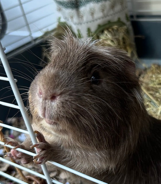 Gilbert the brown guinea pig standing at the cage bars waiting on ShredEase low dust cardboard bedding made from clean recycled paper