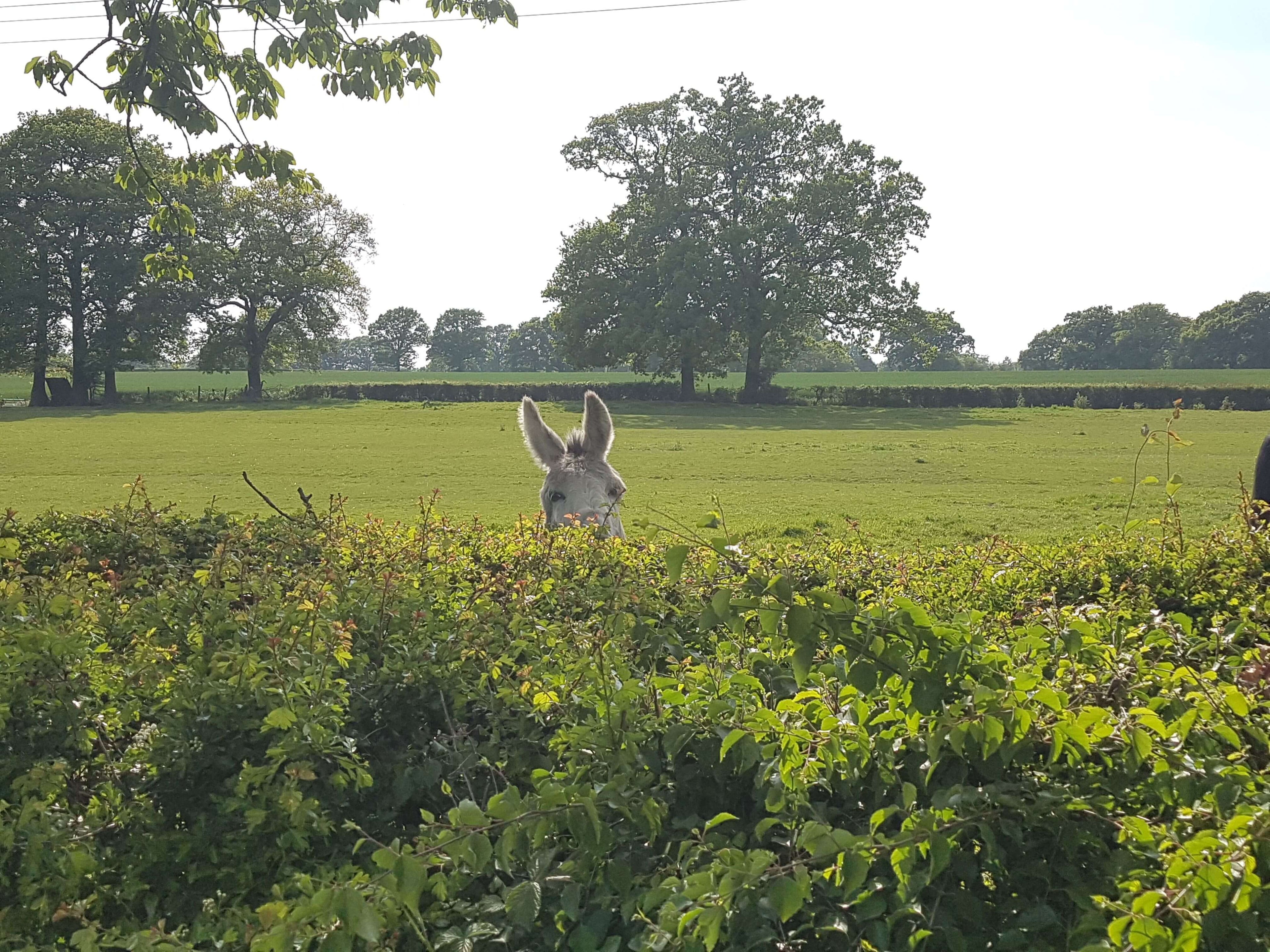 ShredEase farm landscape with donkey in hedge promoting eco pet bedding