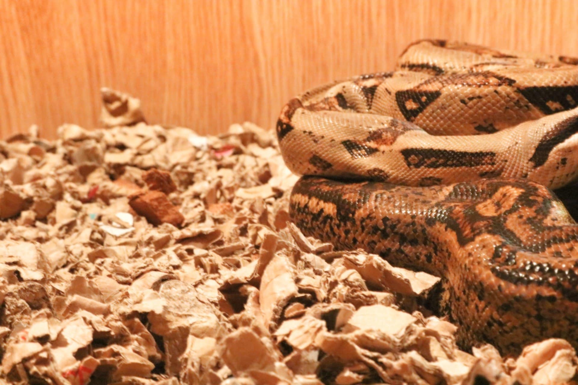 Snake resting coiled on ShredEase low dust cardboard bedding used as eco-friendly reptile substrate