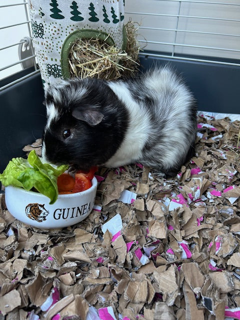 Bubba the black and white guinea pig eating fresh veg in a cage lined with ShredEase bedding