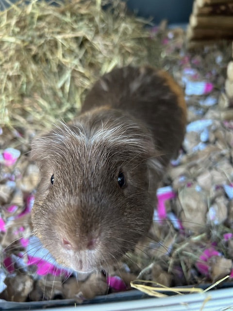 Close-up of Gilbert the guinea pig looking into the camera while standing on ShredEase bedding