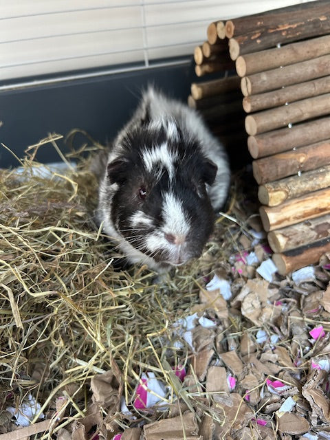 Bubba the guinea pig sitting beside hay and a wooden tunnel on ShredEase cardboard bedding