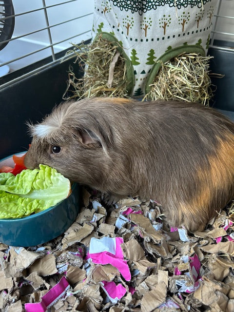 Gilbert the brown guinea pig eating lettuce from a bowl while sitting on ShredEase Original cardboard bedding