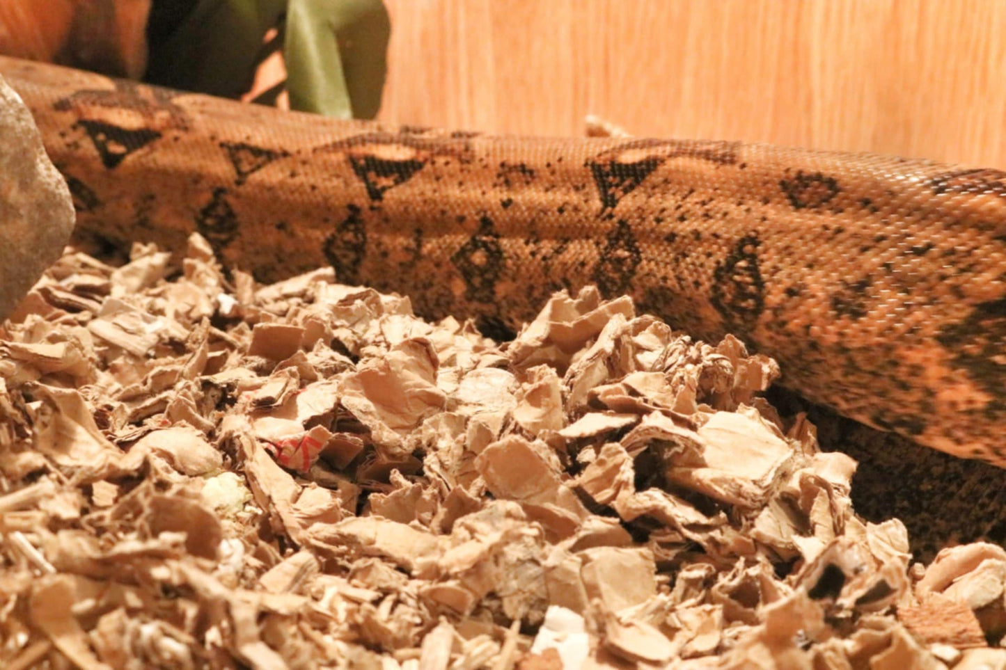 Close-up of a snake resting on ShredEase low dust cardboard bedding used as eco-friendly reptile substrate