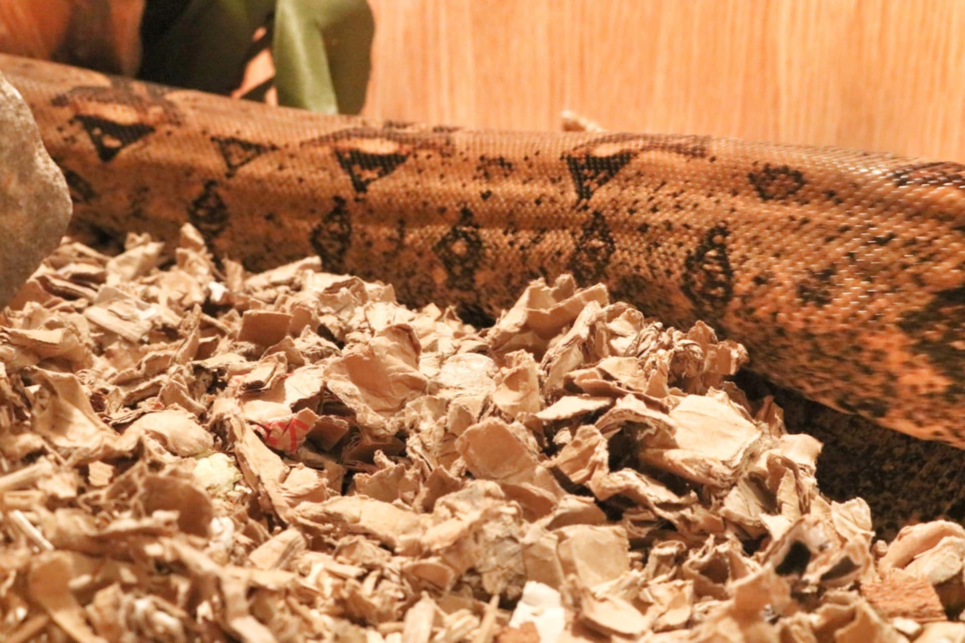 Close-up of a snake resting on ShredEase low dust cardboard bedding used as eco-friendly reptile substrate