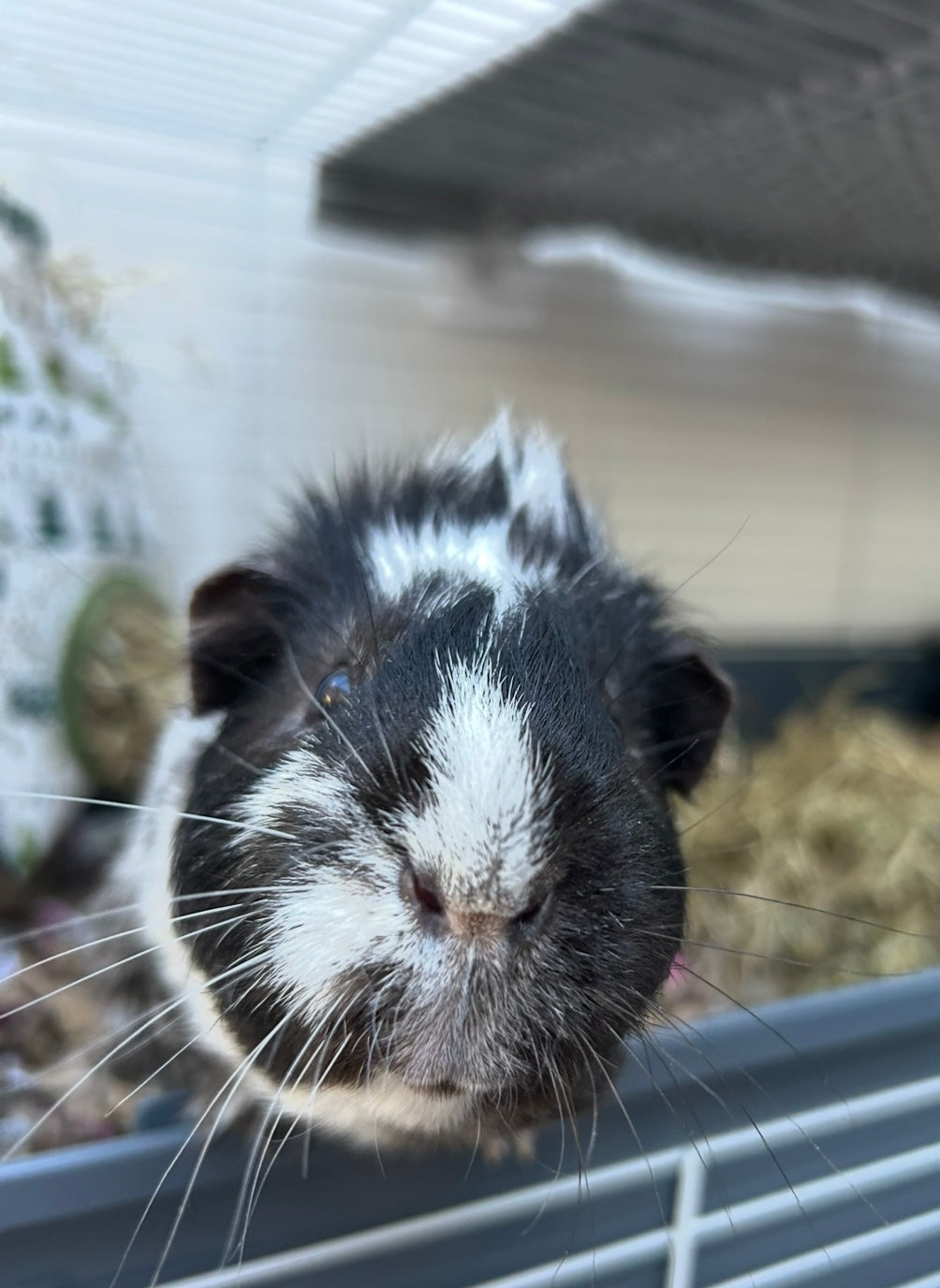 Close-up of Bubba the black and white guinea pig on ShredEase low dust cardboard bedding made from clean recycled cardboard