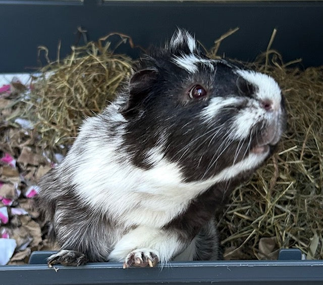 Black and white guinea pig standing on ShredEase cardboard bedding with hay in the background