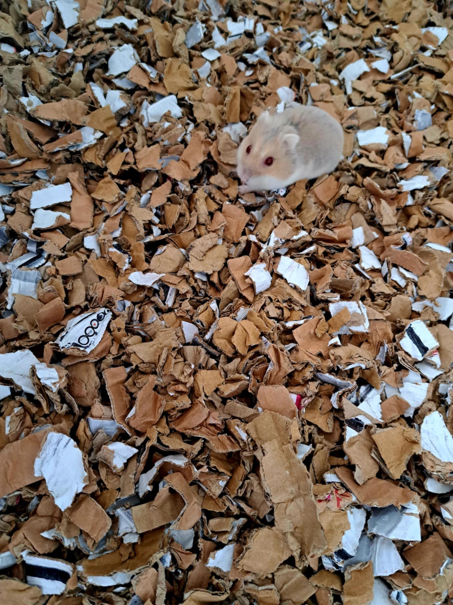 ShredEase CleanAir Bale Low Dust Bedding for Guinea Pigs & Small Pets