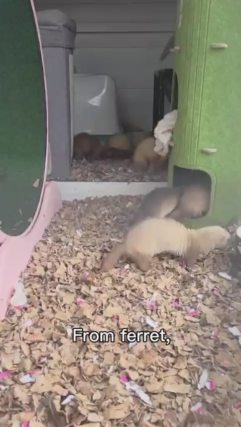 Ferrets, a baby hamster, and Betty the snake exploring ShredEase low dust cardboard bedding made from clean recycled cardboard, with a final close-up of the eco-friendly packaging