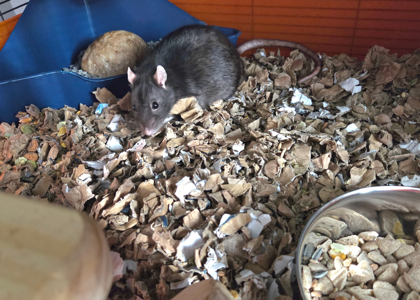 Black rat exploring ShredEase low dust cardboard bedding made from clean recycled cardboard in a pet cage