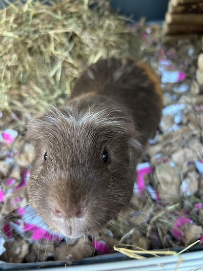 Close-up of Gilbert the guinea pig looking into the camera while standing on ShredEase bedding