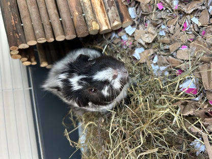 ShredEase CleanAir Bale Low Dust Bedding for Guinea Pigs & Small Pets